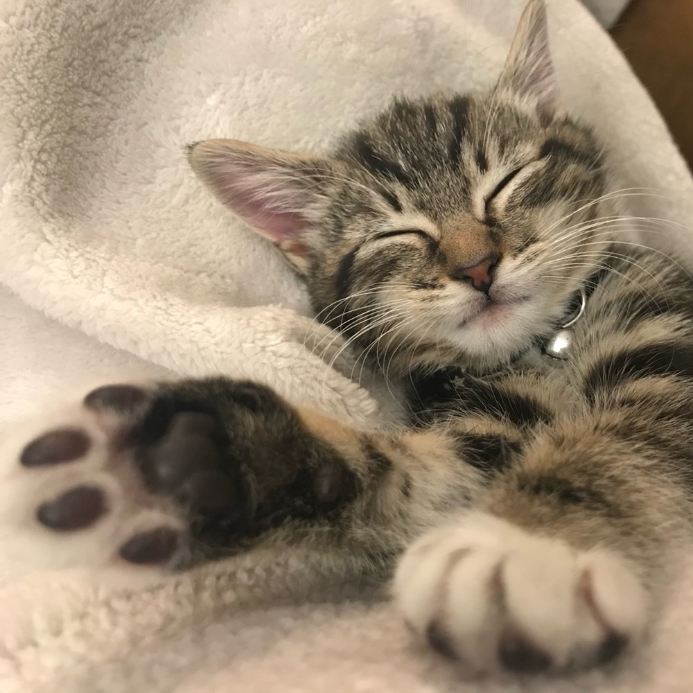 Meet your Posher, Francene